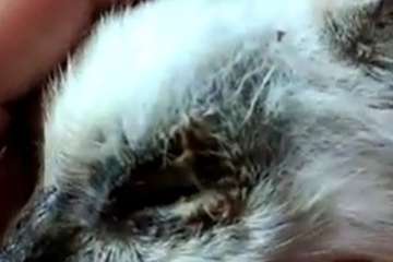 Rescatada de la basura una gatita de menos de un mes a la que habían sacado los ojos en Telde